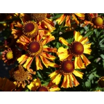Helenium autumnale 'Rotgold-Hybriden'